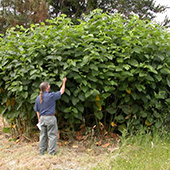 knotweed and saanich staff